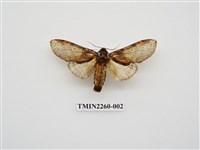 藏品(赭小內斑舟蛾)的圖片